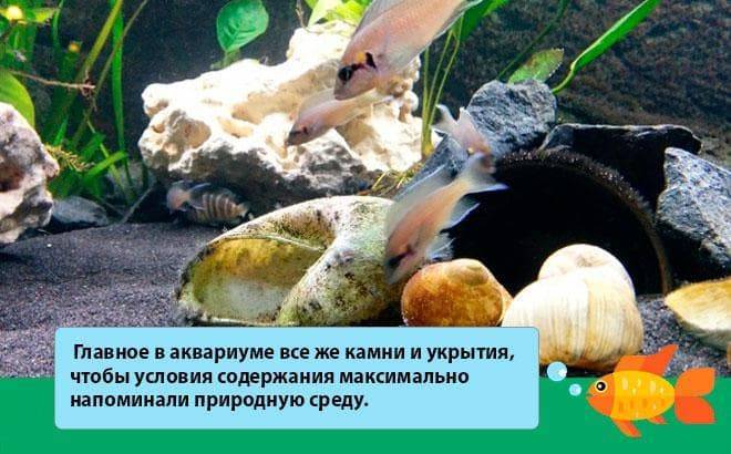 Принцесса Бурунди