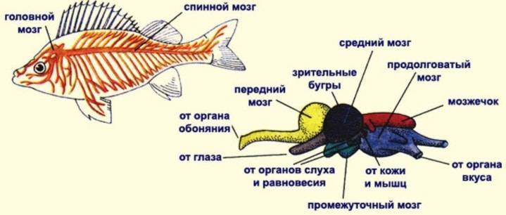 Строение рыб: внешнее и внутреннее