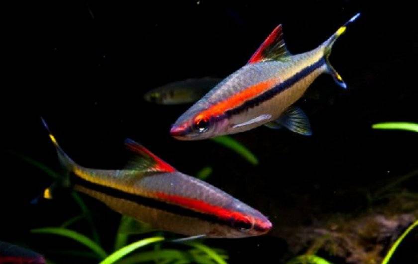 Барбус Денисони