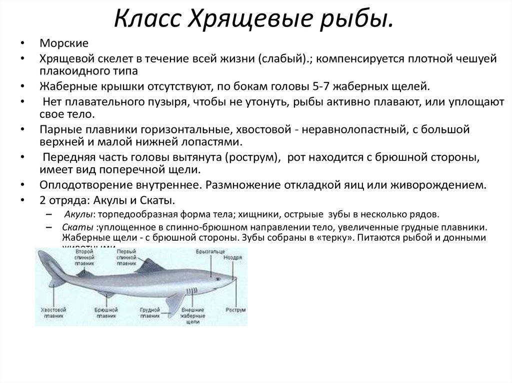 Строение окуня: внешнее описание, внутренние органы