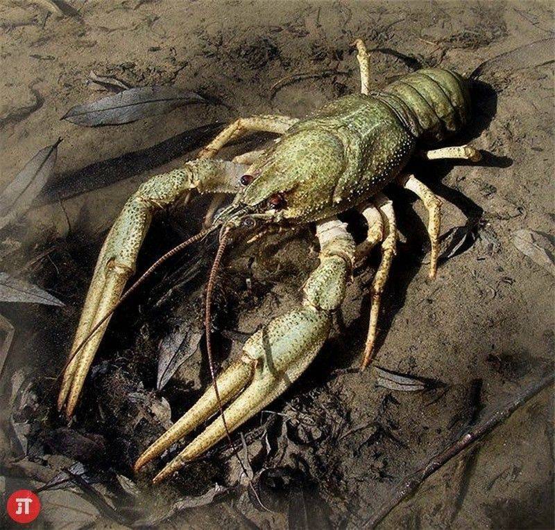 Речной рак