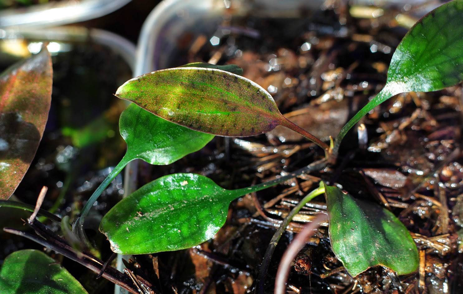 Криптокорина вендта (cryptocoryne wendtii)