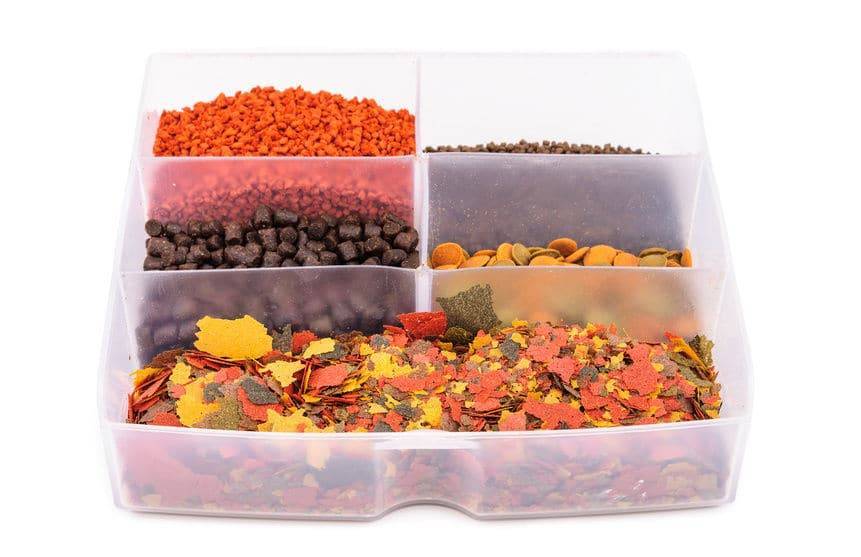 Гурами видео-обзор v.1.0