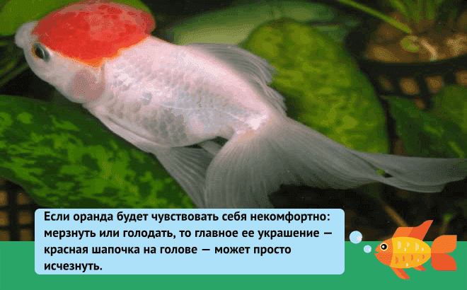 Лагенандра Меебольда